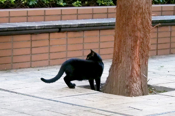 黒仔猫ひとり