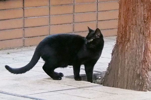 長いしっぽの黒仔猫