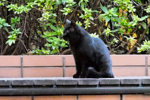 ちび仔猫前を向く　黒猫