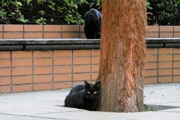 黒猫２匹