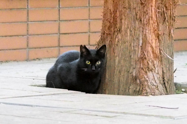 さくら猫　黒仔猫