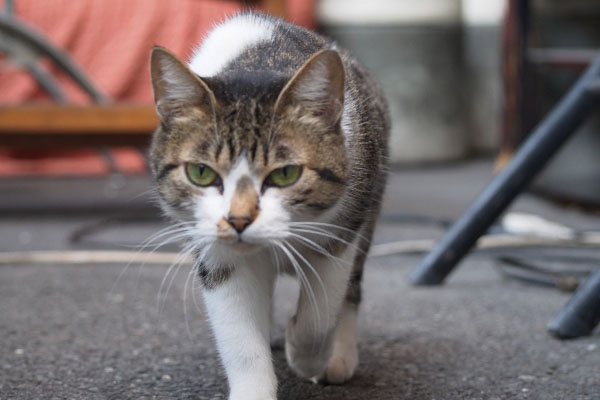 来る猫アップ　地域猫