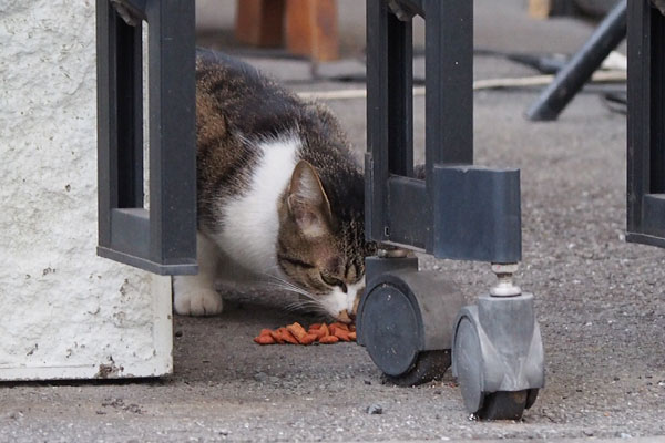 カリカリを食べる猫