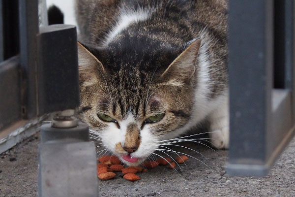 食べるさくら舌ちろ