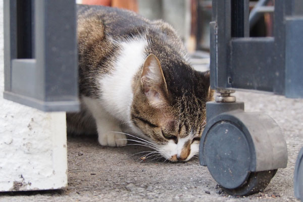 食べ終わるさくら