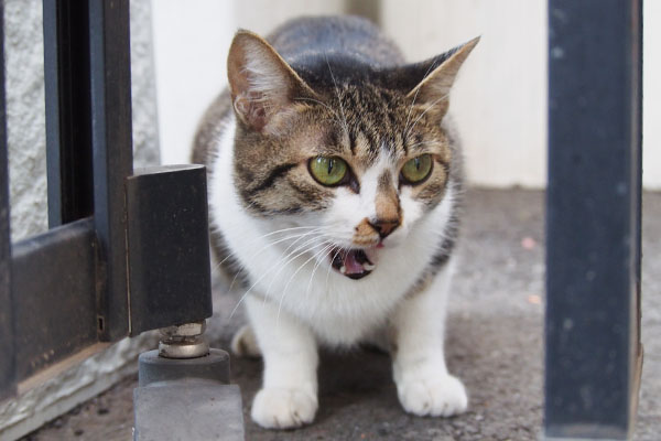 食べ終わった後の猫