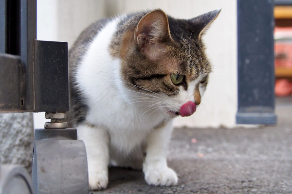 猫の舌　満腹な猫