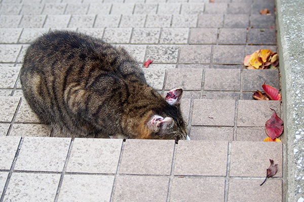 蚊のアレルギーを持つ猫　耳に傷