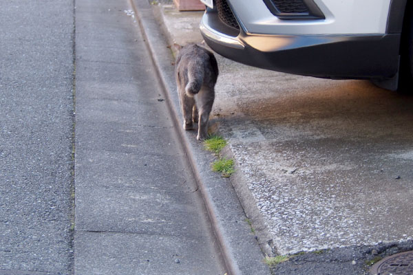 歩くグレー猫