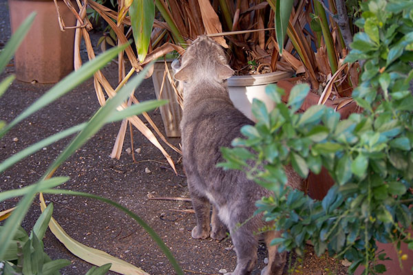 葉っぱの匂いを嗅ぐ猫