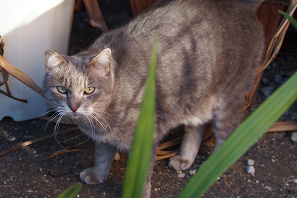 カメラを見る猫