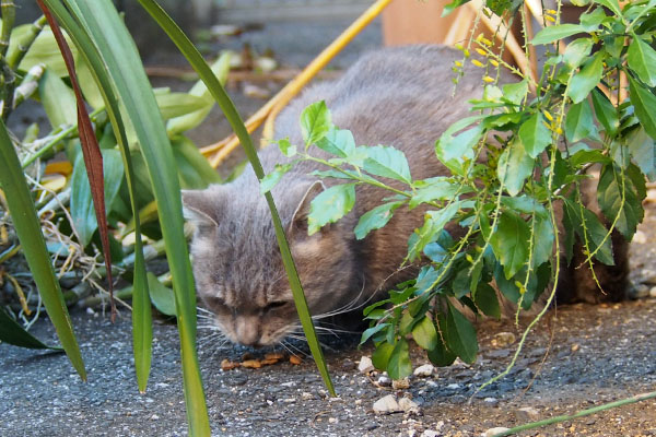 カリカリを食べる猫