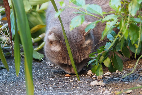 食べる猫　シーバ