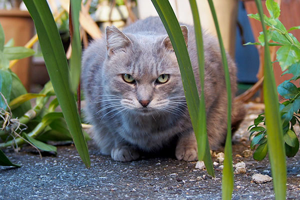 お代わりが出るのを待つ猫