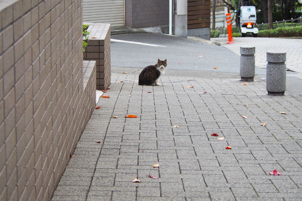 歩道に座る猫　キジ白