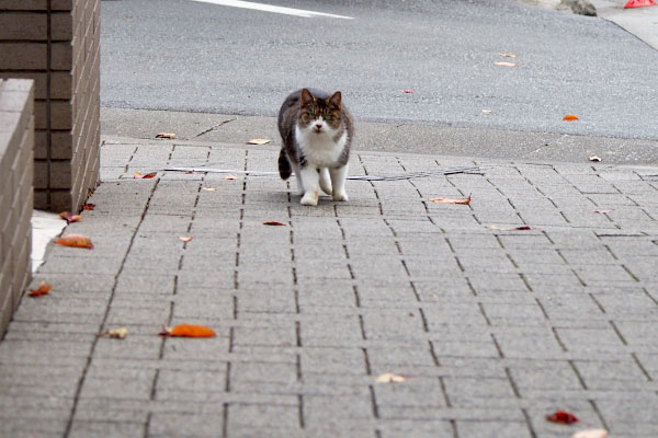 ぽっちゃりな猫が来る