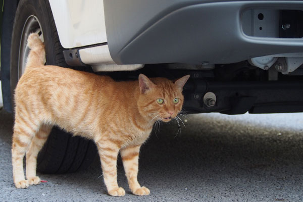 車の下にすっと入る　トト