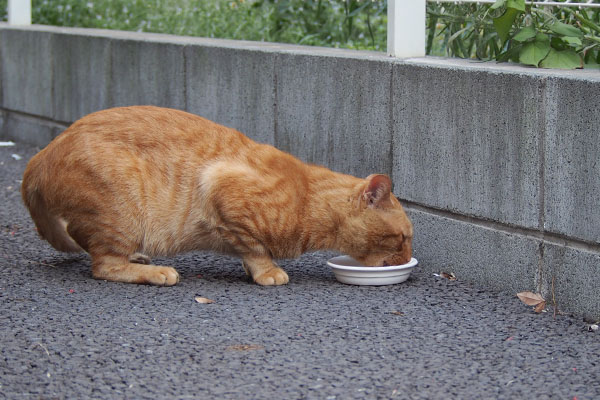 警戒している態勢で食べるトト