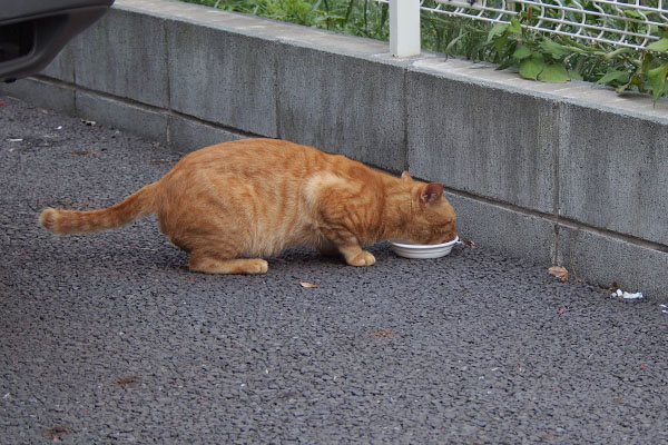 少し距離を開けるとしっぽがゆらゆら