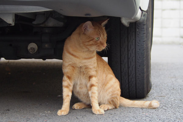 食べ終わり車の下へ　トト