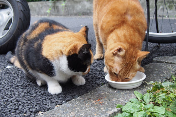 ちょっと頂戴にゃ　リコ