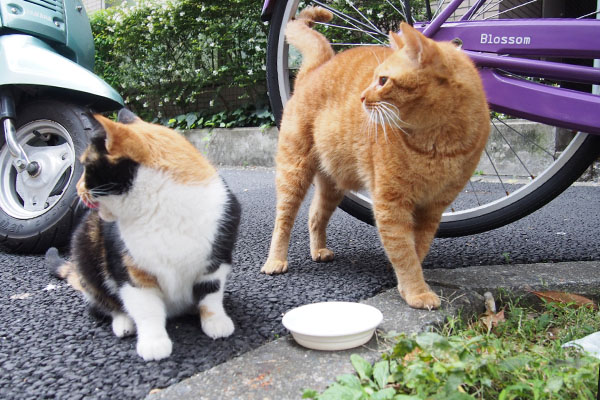 車の音に振り向くカブリコ