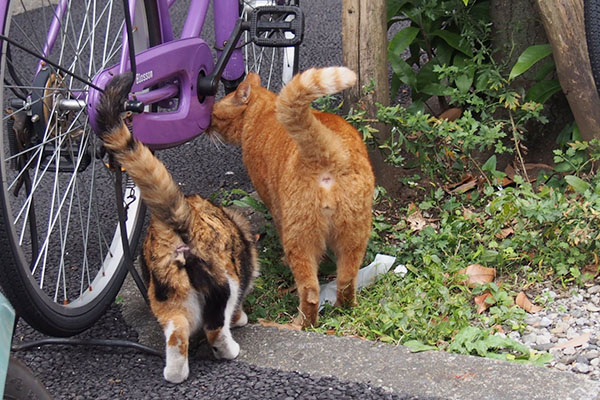 自転車にスリスリ