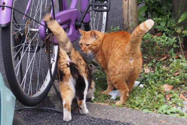 カブが後ろを気にして