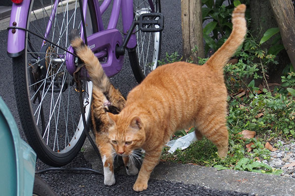 カブ離脱