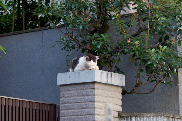 テル　門柱の上