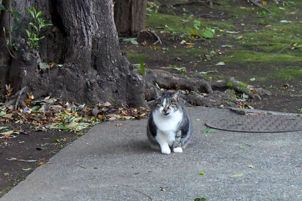 食べ終わりこちらを見ている雫