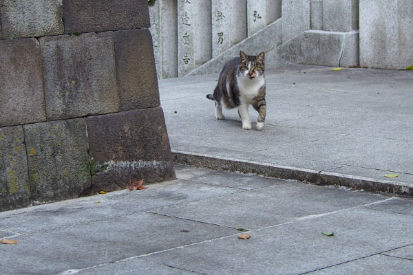 階段の途中で待ち伏せた雫