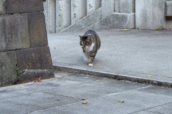 とてとて雫