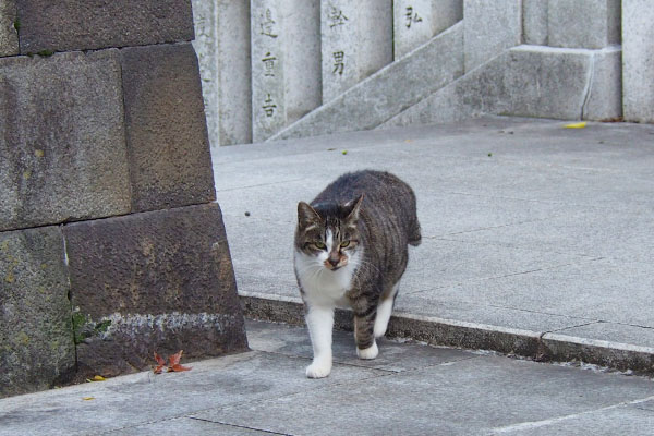 余裕の足取りの雫