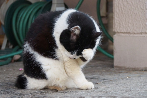 washing face cat Karu