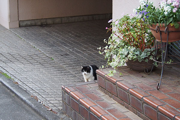 カル　坂を下りたらまだいた