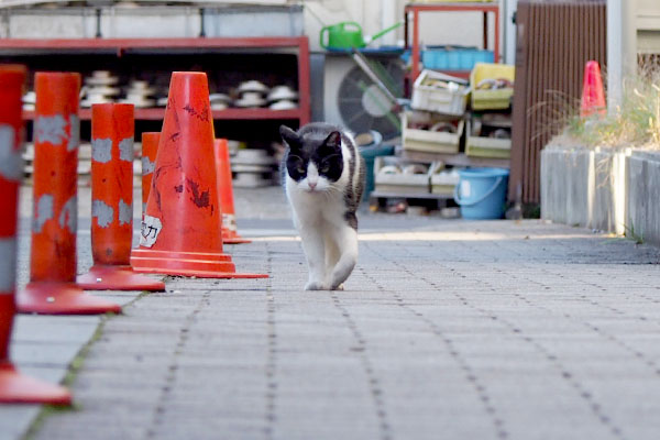 ニコル　お手てクニ１