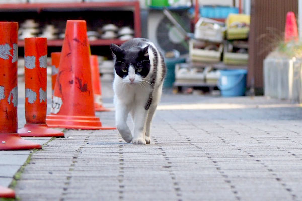 ニコル　お手て反対側クニ