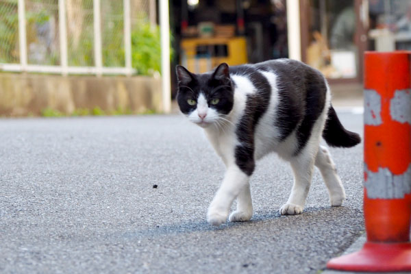 ニコル　横に避けて