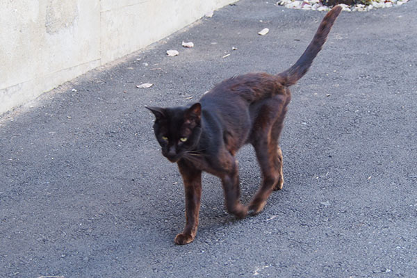 黒猫　歩く姿　痩せた