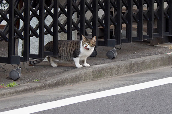 柵を超え　帰宅モードのさくら