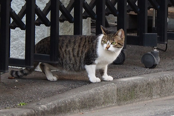 左確認　さくら