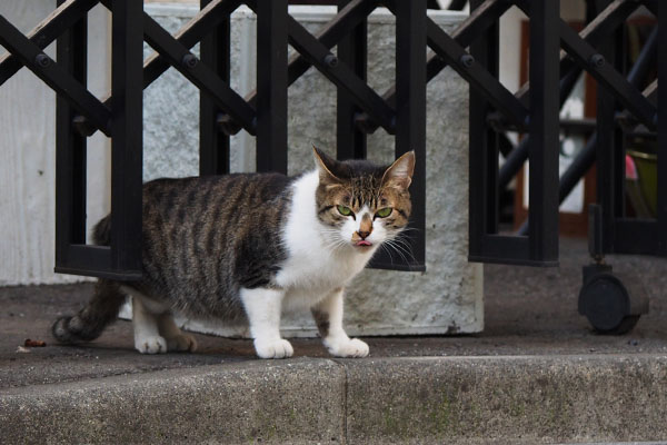 再びぺろぺろ　さくら