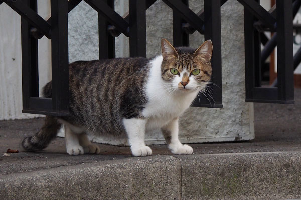 かわいい顔でこちらを見るさくら