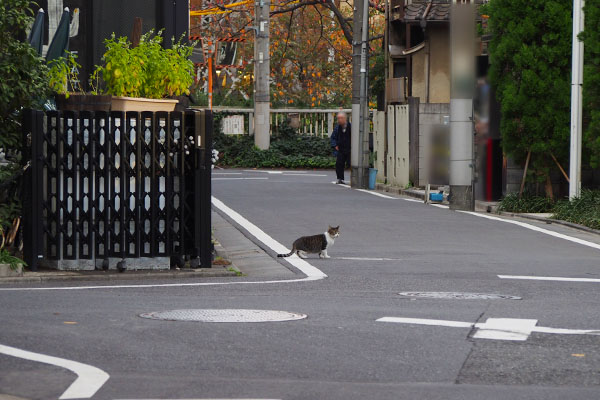 白線から出てる　さくら