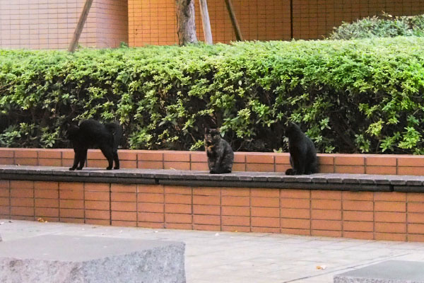 ビル群　アンジュと黒仔猫２伸び