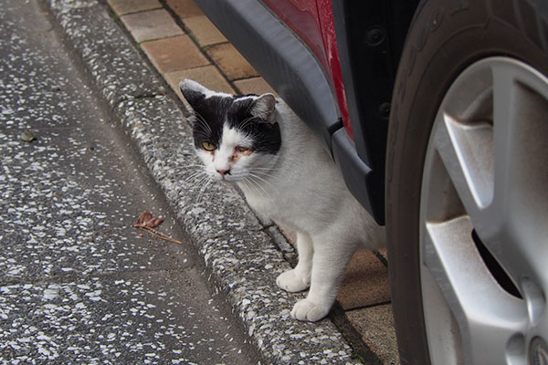 赤い車の下に坊