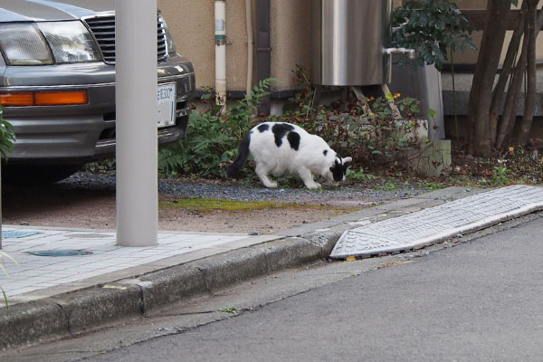 路地１　坊道草を食う