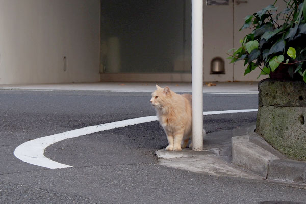 ナリコマ君　帰宅らしい