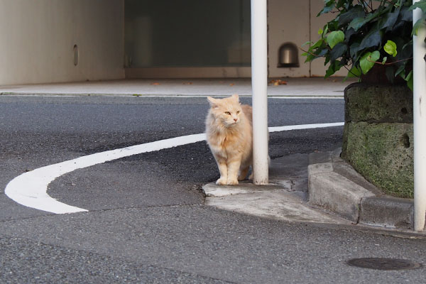 ナリコマ君　ムキーとイカ耳